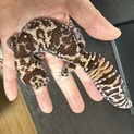 西アフリカトカゲモドキ大切にしてくださる方