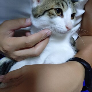 ルックスも性格もキュンのキジ白子猫のノア！