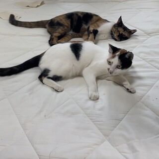 桜耳カットの姉妹です。