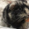 モルモット 2匹 里親募集中です。 サムネイル4