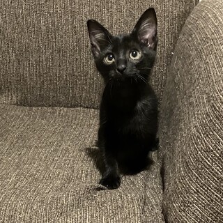 黒猫子猫女の子里親募集中！