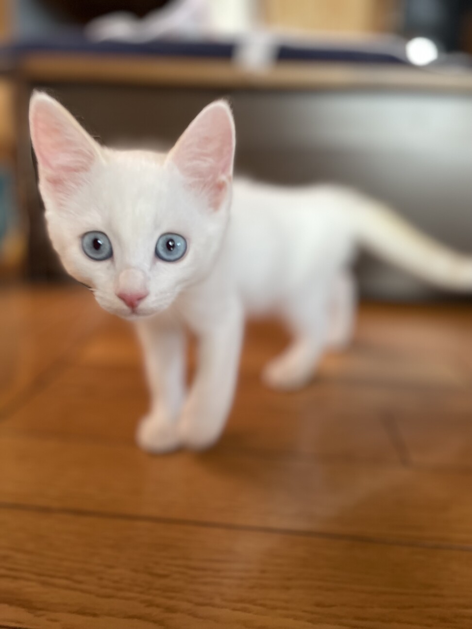 笹かま猫 ☆ しろまる」茨城県 - 猫の里親募集(498797) 2枚目の