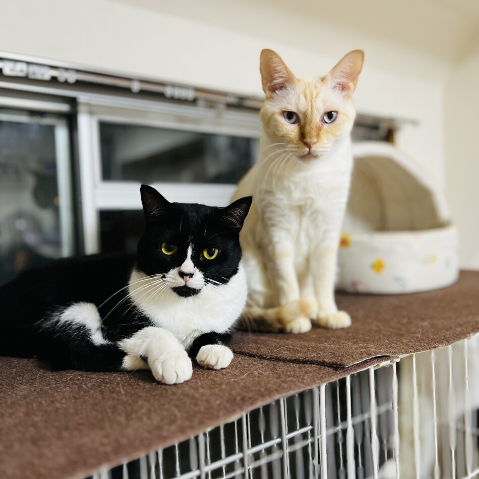 yamatoのカバー写真