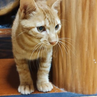 とっても人が大好きな男の子のチャトくんです。。