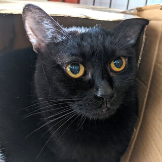 なでなで大好き♡でもまだちょっぴり怖い女の子