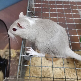 カラージャービルの里親さん募集