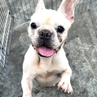 ★シニアにチャンスを★リナちゃん★フレブル★