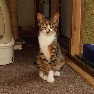 美猫まあちゃんです❤️山に破棄された子猫