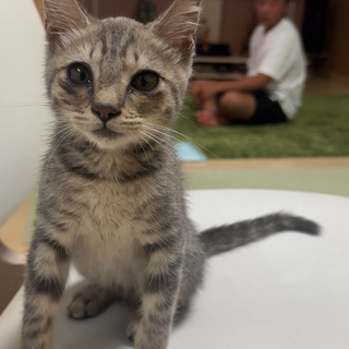 生後約3ヶ月子猫くんの里親募集！！！