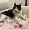 地域のボス猫の6歳。7キロの大型ハチワレ君。おっとりしていて優しいです。
