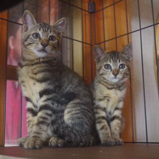 3ヶ月程度の兄妹の里親募集。