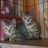 3ヶ月程度の兄妹の里親募集。 サムネイル2