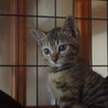 3ヶ月程度の兄妹の里親募集。 サムネイル3