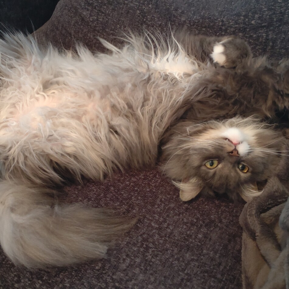 粋のカバー写真