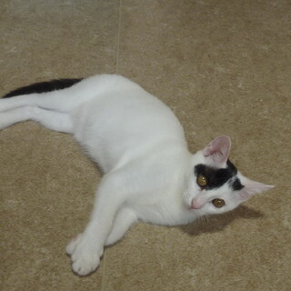 元気なシロクロ猫