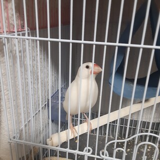 文鳥