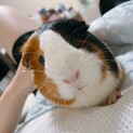 飼育用品ありモルモット女の子2匹