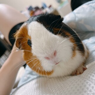 飼育用品ありモルモット女の子2匹