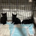 生後２ヶ月黒猫兄妹の里親募集