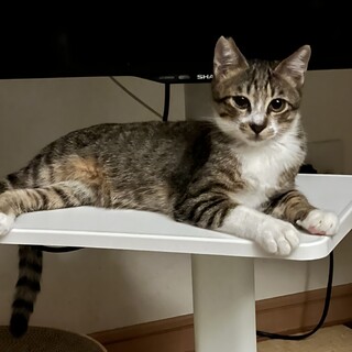 3/31生まれ小粒っ子キジソックスのオレガノくん