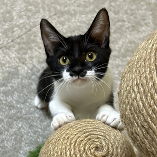 【9/29芝浦】優しい人だと分かるとスリスリ…♡