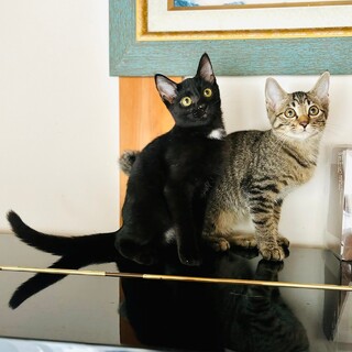 【10/26芝浦】遊ぶの大好き個性豊かな超美猫兄妹