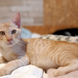 古河ねこ譲渡会9/16