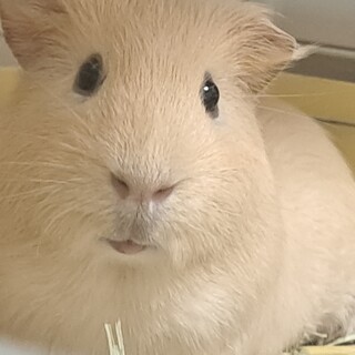 (お話中)モルモット オス