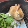 保護うさぎ・小鞠ちゃん（みなとみらい） サムネイル2