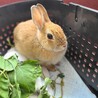 保護うさぎ・小鞠ちゃん（みなとみらい） サムネイル3