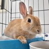 保護うさぎ・小鞠ちゃん（みなとみらい） サムネイル5