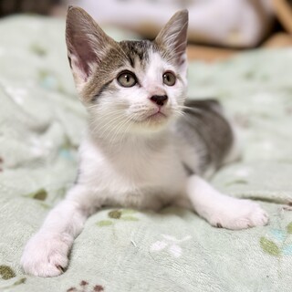 人馴れ満点！やんちゃ子猫デクくん