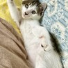 人馴れ満点！やんちゃ子猫デクくん サムネイル2