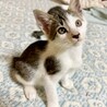 人馴れ満点！やんちゃ子猫デクくん サムネイル3