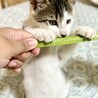 人馴れ満点！やんちゃ子猫デクくん サムネイル4