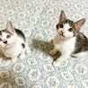 人馴れ満点！やんちゃ子猫デクくん サムネイル5