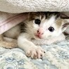 人馴れ満点！やんちゃ子猫デクくん サムネイル7
