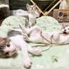 人馴れ満点！やんちゃ子猫デクくん サムネイル6