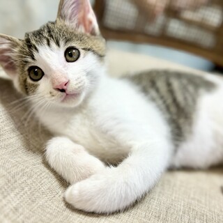 甘えん坊なワンパク子猫ショートくん