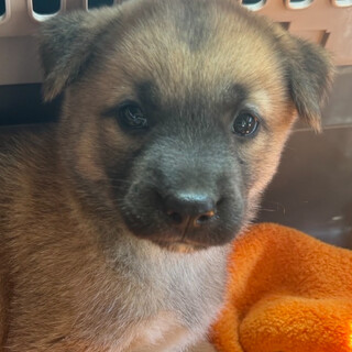 生後2か月弱・中型犬仔犬男の子