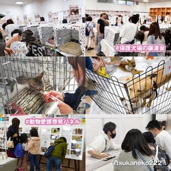 猫結びマルシェinなんば サムネイル3