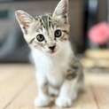 人が大好き！美形子猫ダイナマちゃん