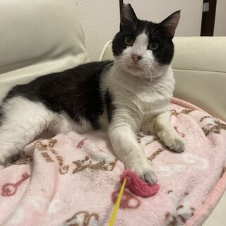 里親募集　幸せを呼ぶ猫