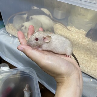 サイアミーズのラット