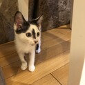 お鼻のマークがチャームポイントです！