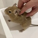デグー　オス　4歳8ヶ月