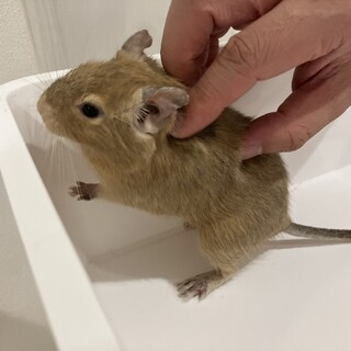 デグー　オス　4歳8ヶ月