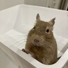 デグー　オス　4歳8ヶ月 サムネイル2