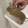デグー　オス　4歳8ヶ月 サムネイル3