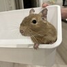 デグー　オス　4歳8ヶ月 サムネイル4